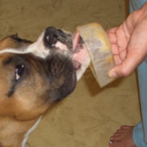 Peanut Butter Nose 2