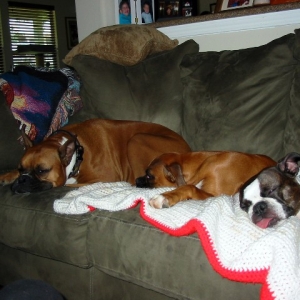 They rule the couch!