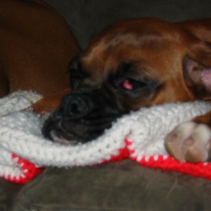 Cherry eye before surgery