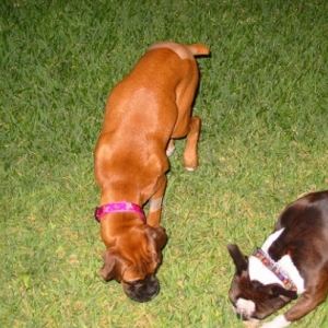 Watching Mia eat grass