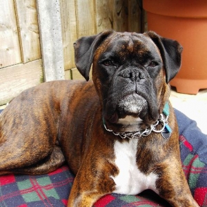 Bruno
