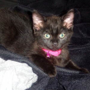 Onyx
