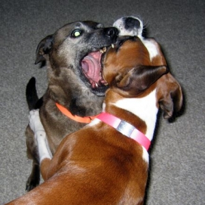 Bayleigh&Wyatt