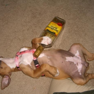 Passed out puppy