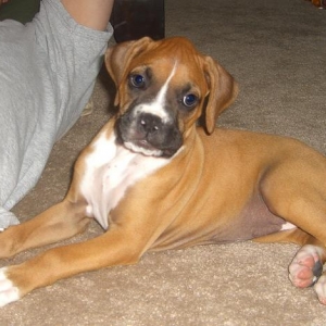 Miss Molly