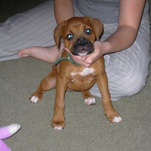 pup5_2_