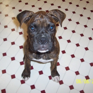 Tiger, Brindle Male