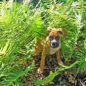 Molly in the ferns