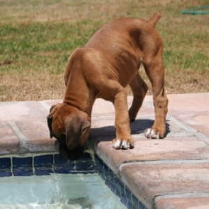 Drinking out the pool