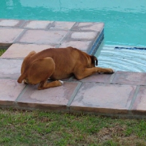 Drinking out the pool