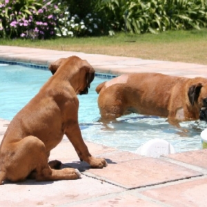 Watching Sugar in the pool