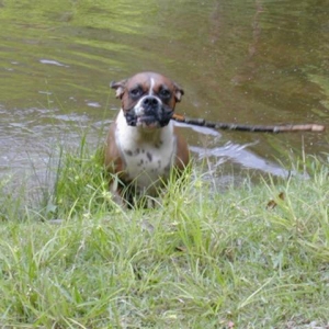 Jlake