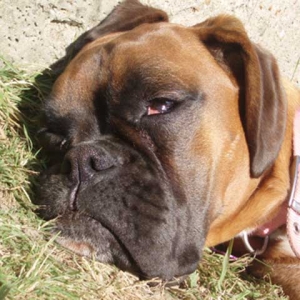 Ruby Dozing