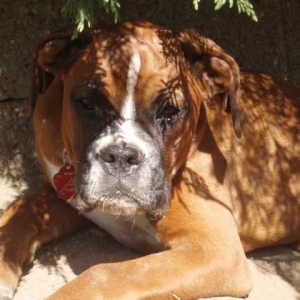 Angel enjoying the shade 19 weeks