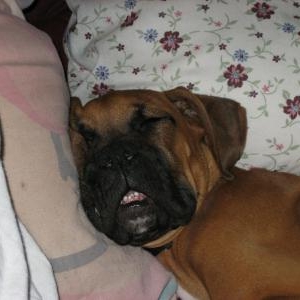 Bruno_With_MouthOpen