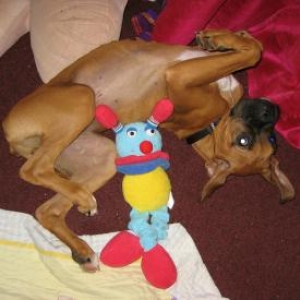 BrunoToy