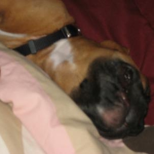 Brunosleep