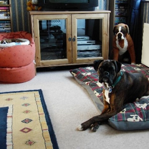 My_Boxer_family