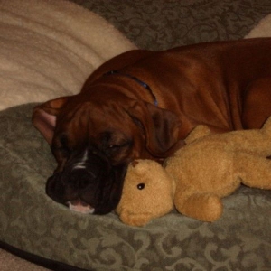 Cornelius and Teddy