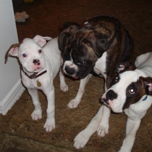 Seven, Chance and Capone