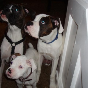 Chance, Capone and Seven