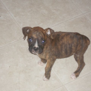 Bailey at 8weeks