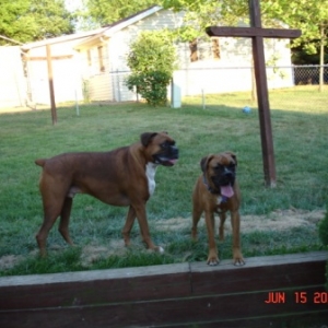 The Puppies Outside