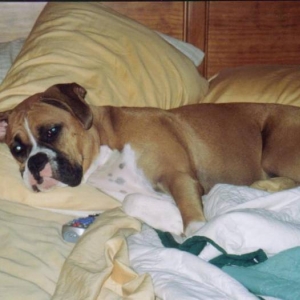gracie