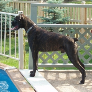 Rocco keeping guard at the pool !