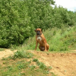 King of the Hill