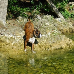 Getting his toes wet