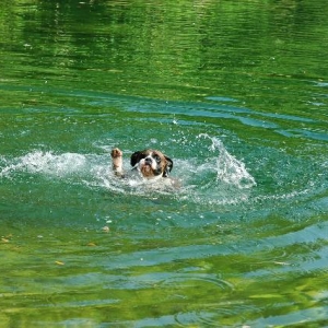 Help! I can't swim