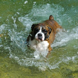 One wet dog