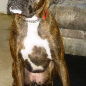 Roxie at Home