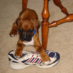 Oscar at 9 weeks