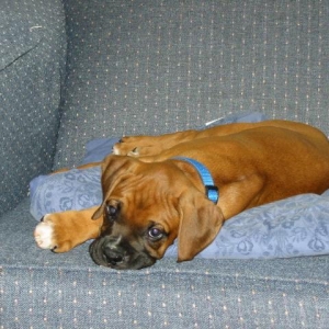 lazy puppy