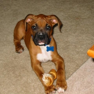 Oscar's first bone