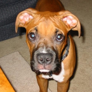 puppy close up