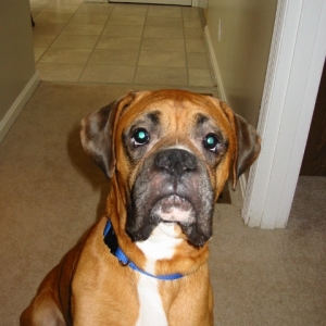 The day Champ joined the family.