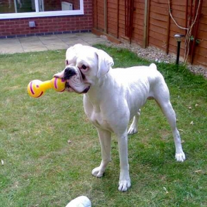 Bailey in his new garden