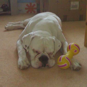 Just moved house.... sleepy