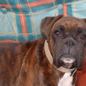 Lola & her bling bling collar