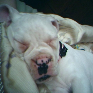 Sleeping Ellie