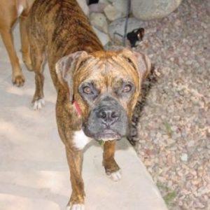 Emmett