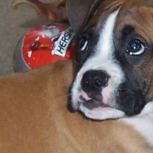 Bruno - Trying to Rest