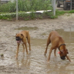 Park Puddle