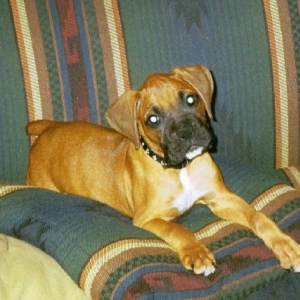 Leila