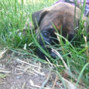 Baby Pep in the grass...