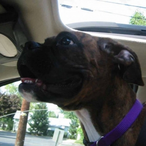 Pepper the Navigator!