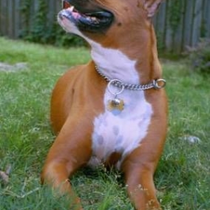 HappyBoxer